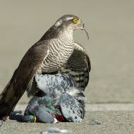 photo-oiseaux-222