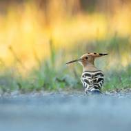 photo-oiseaux-223