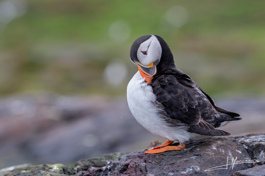 photo-oiseaux-ecosse-001
