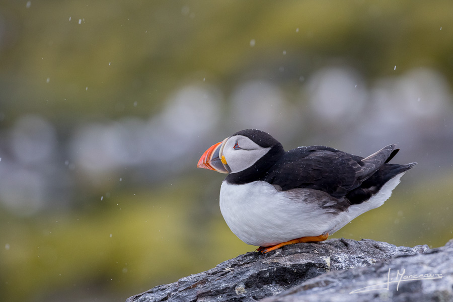 photo-oiseaux-ecosse-005