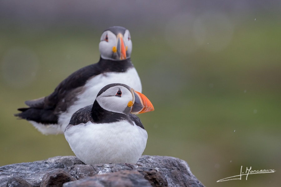 photo-oiseaux-ecosse-007