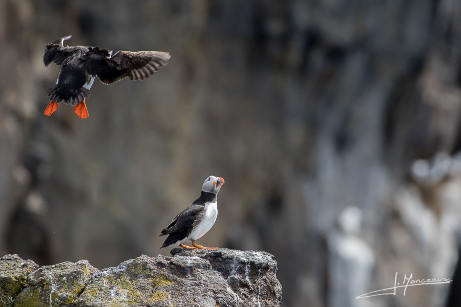 photo-oiseaux-ecosse-013