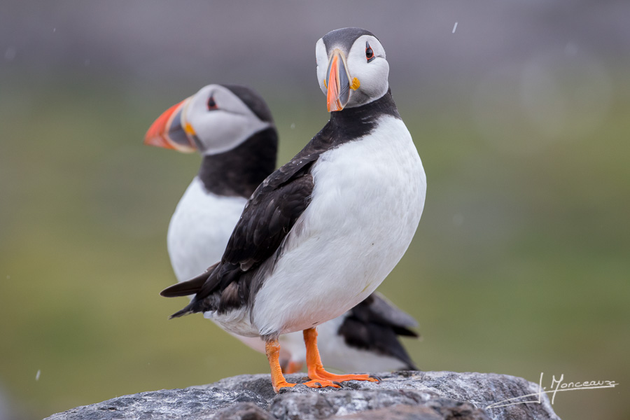 photo-oiseaux-ecosse-014