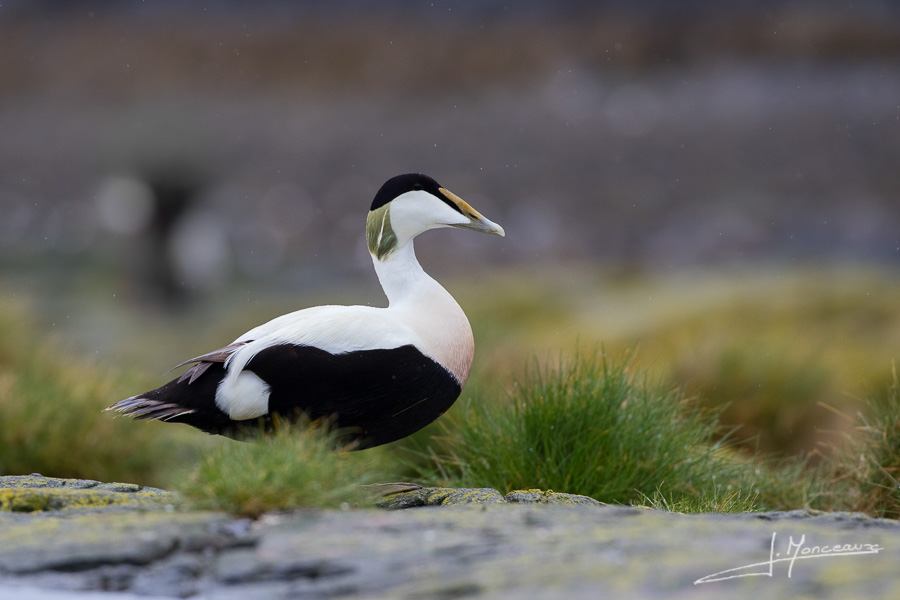 photo-oiseaux-ecosse-018