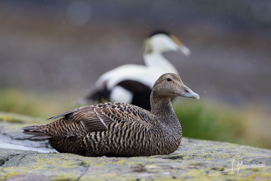 photo-oiseaux-ecosse-019