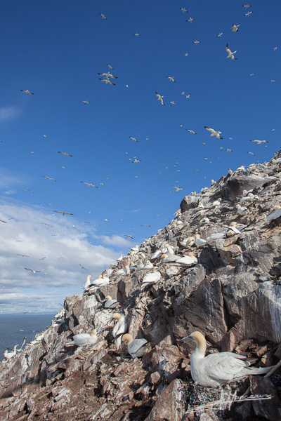 photo-oiseaux-ecosse-020