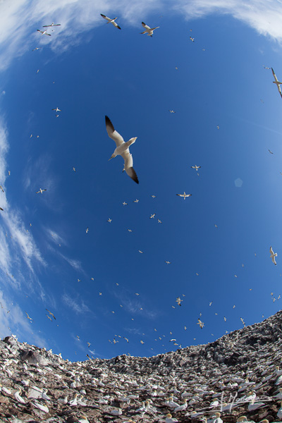 photo-oiseaux-ecosse-022