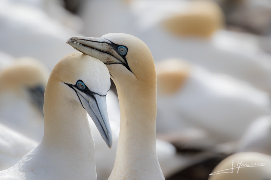 photo-oiseaux-ecosse-028