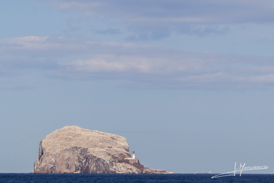 photo-oiseaux-ecosse-036