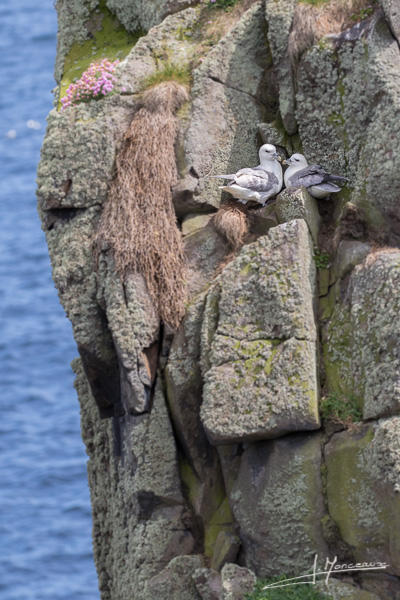 photo-oiseaux-ecosse-040