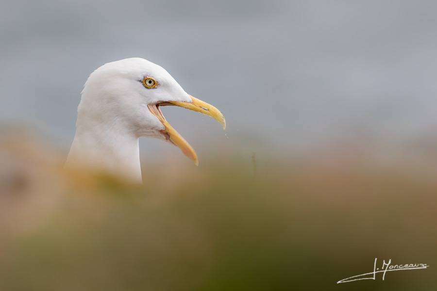 photo-oiseaux-ecosse-041