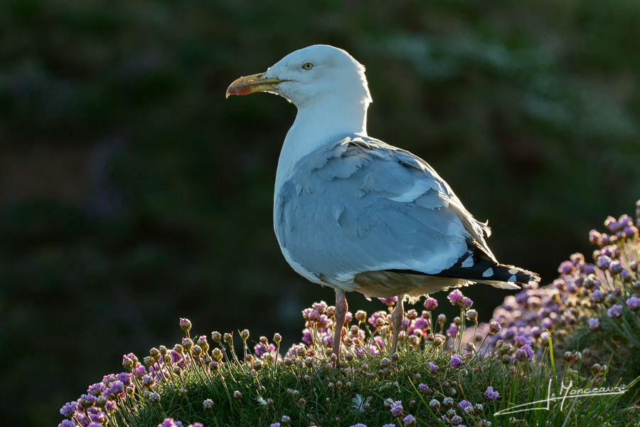 photo-oiseaux-ecosse-042