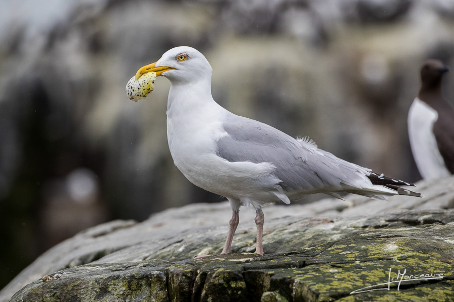 photo-oiseaux-ecosse-043