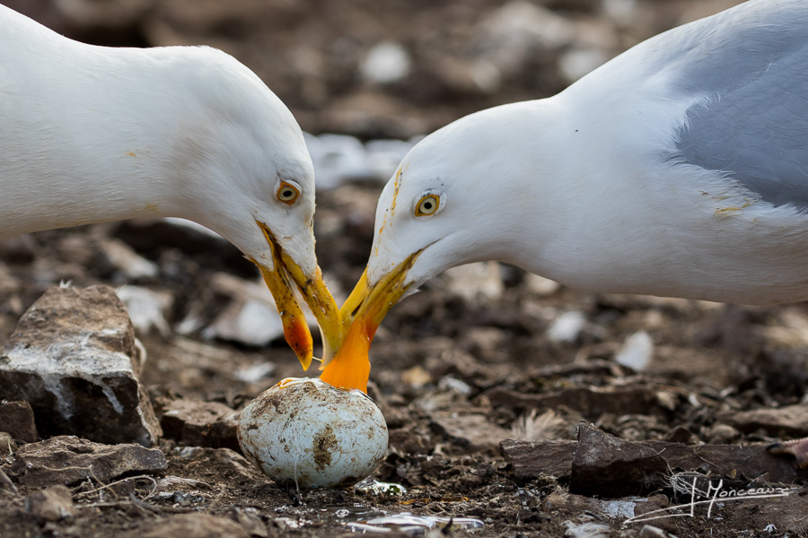 photo-oiseaux-ecosse-044