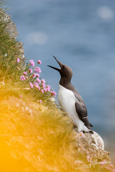 photo-oiseaux-ecosse-045