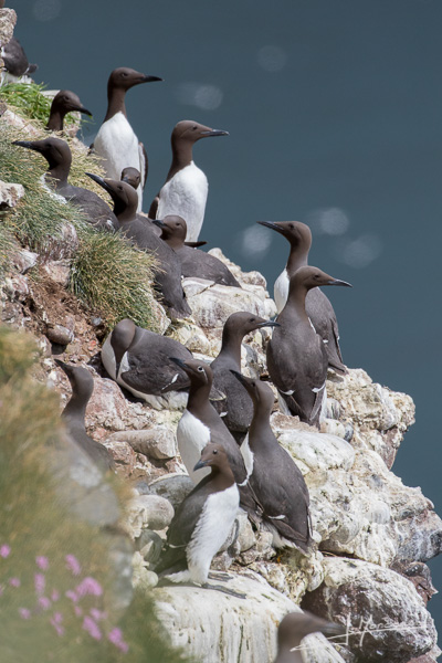 photo-oiseaux-ecosse-047