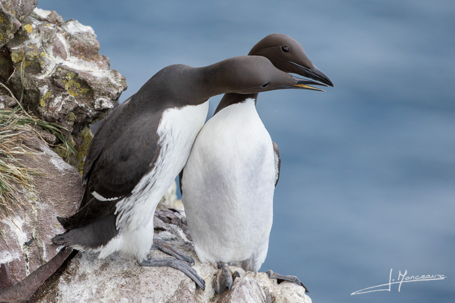 photo-oiseaux-ecosse-048