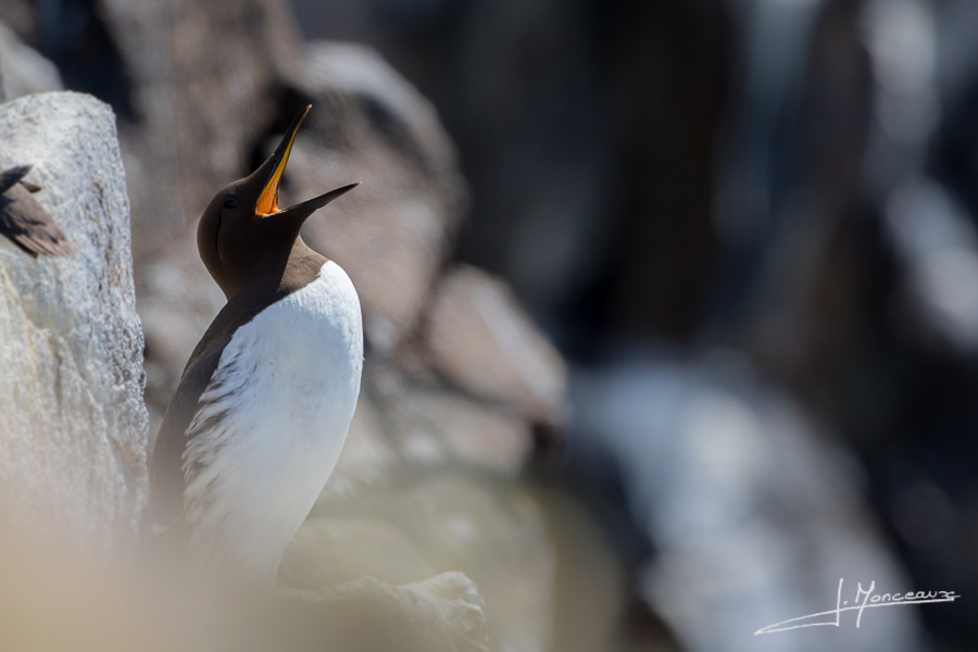 photo-oiseaux-ecosse-052