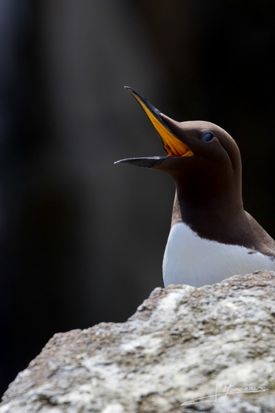 photo-oiseaux-ecosse-053