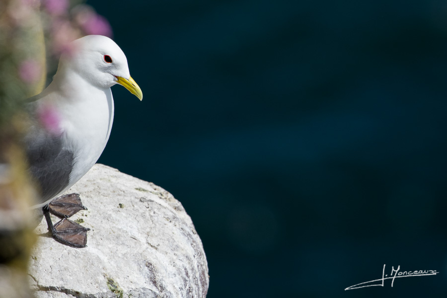 photo-oiseaux-ecosse-056