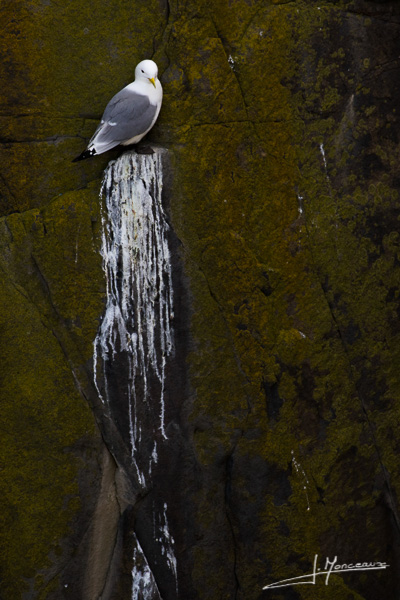 photo-oiseaux-ecosse-058