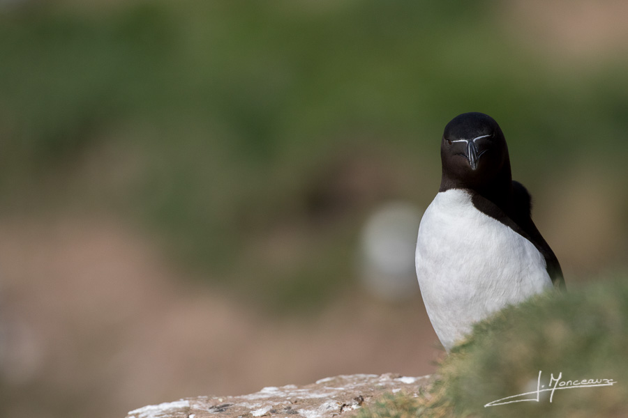 photo-oiseaux-ecosse-060