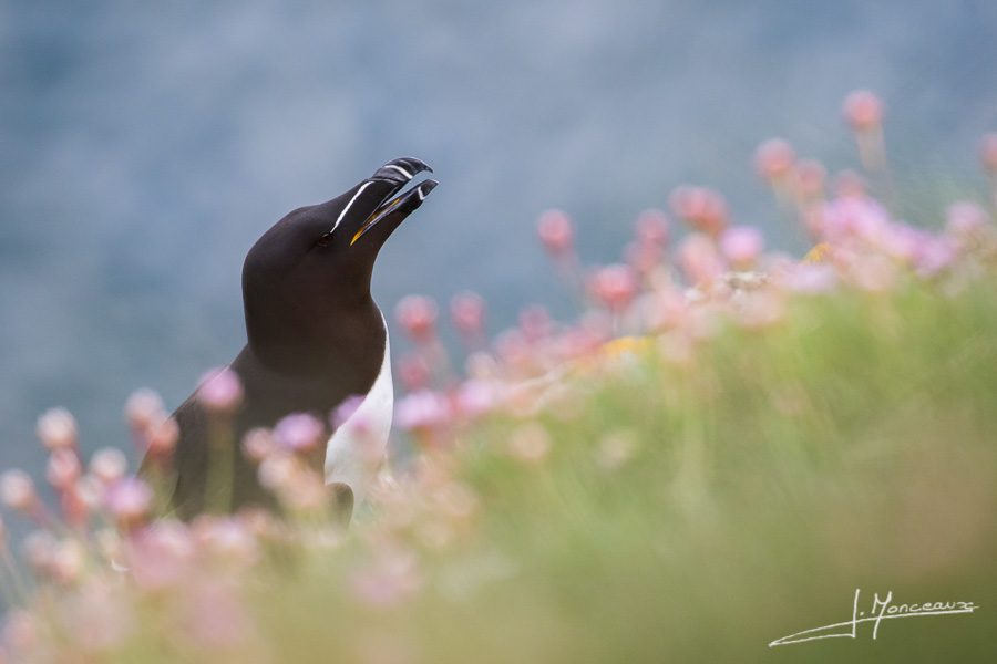 photo-oiseaux-ecosse-061