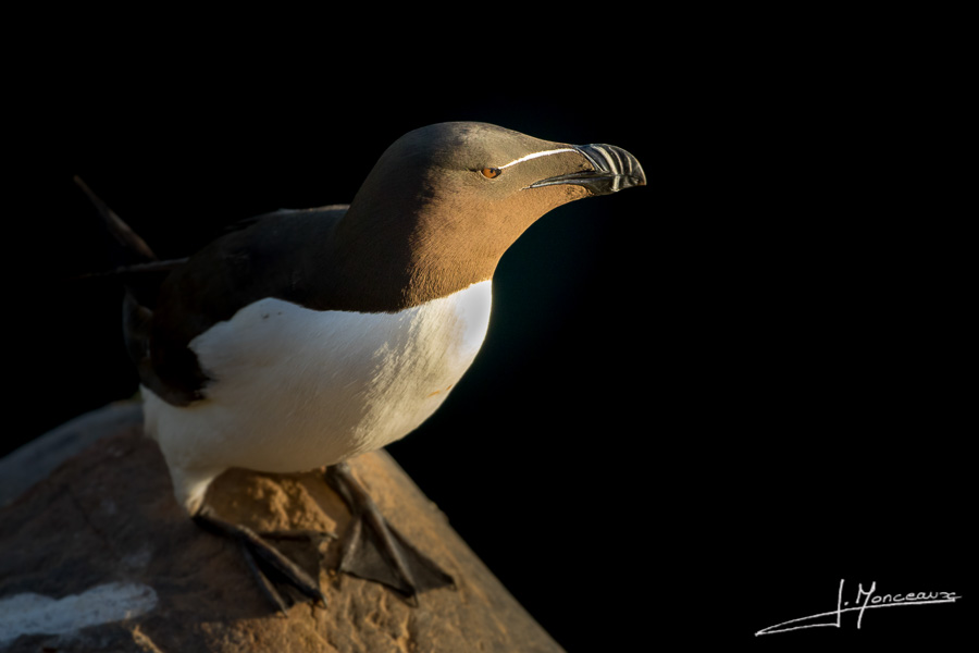 photo-oiseaux-ecosse-065