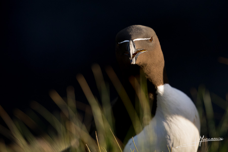 photo-oiseaux-ecosse-066