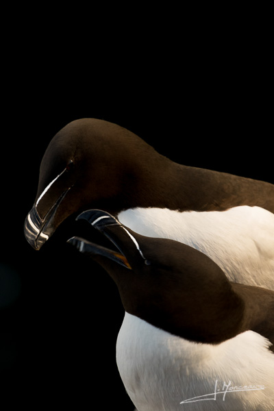 photo-oiseaux-ecosse-068