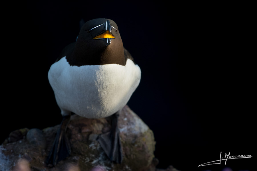 photo-oiseaux-ecosse-070
