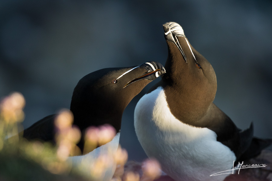 photo-oiseaux-ecosse-071