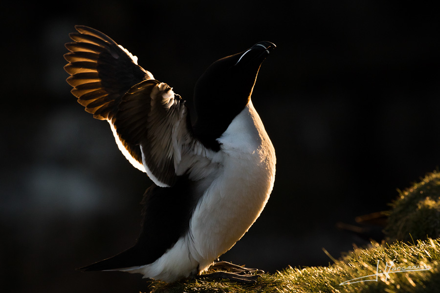 photo-oiseaux-ecosse-072