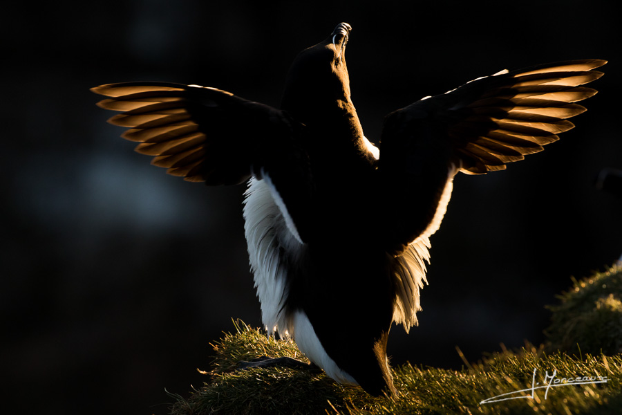 photo-oiseaux-ecosse-073