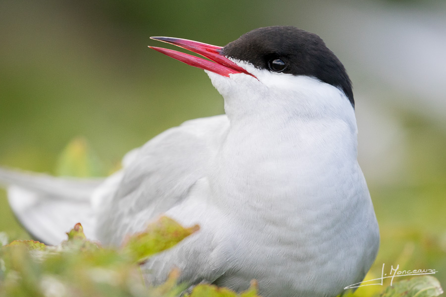 photo-oiseaux-ecosse-076