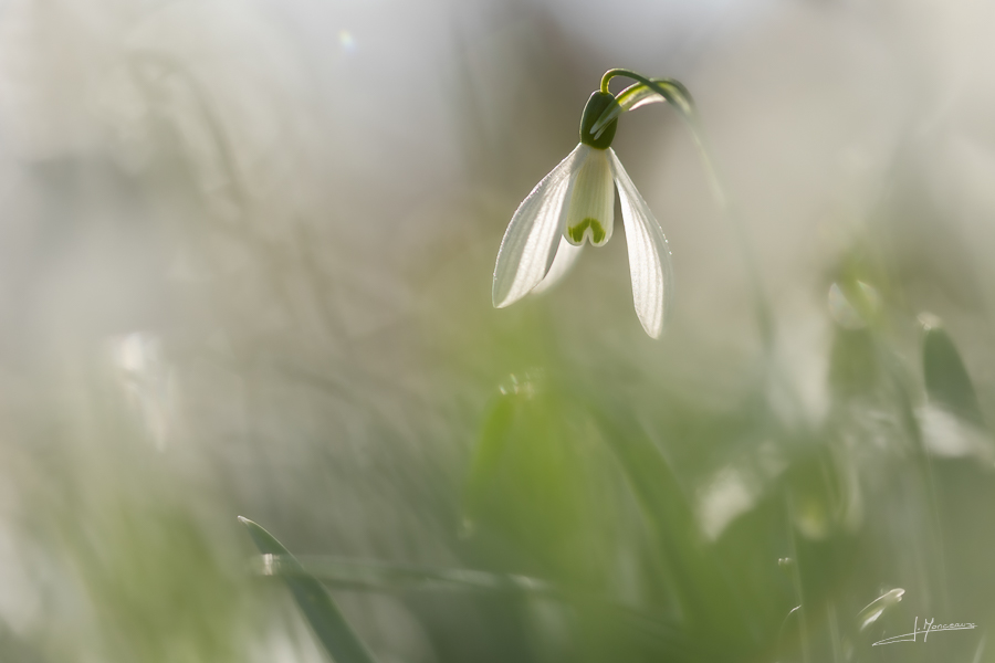 photo-flore- 050