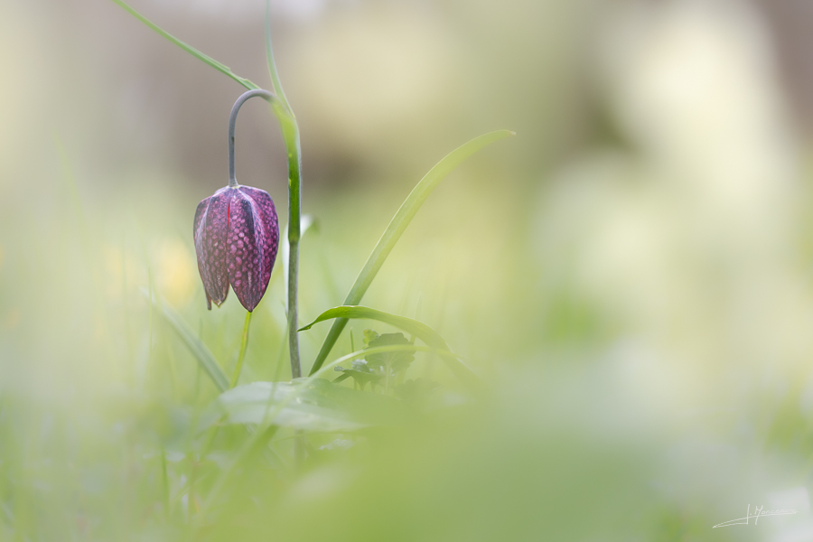 photo-flore- 051