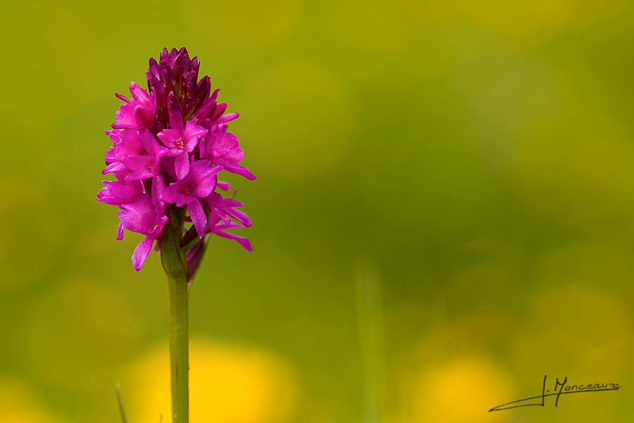 photo-flore-001