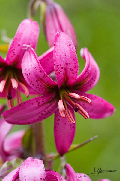 photo-flore-002