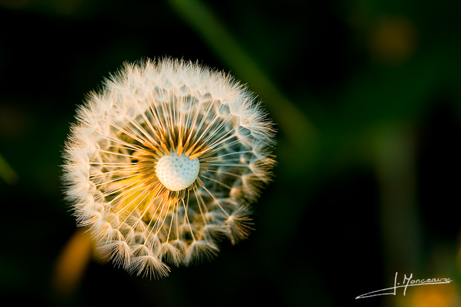 photo-flore-005