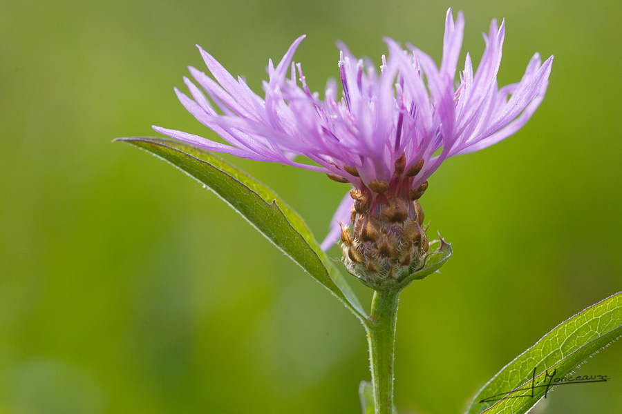 photo-flore-006