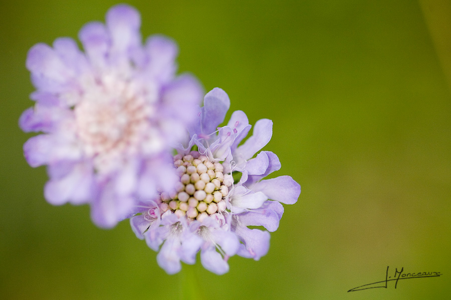 photo-flore-008