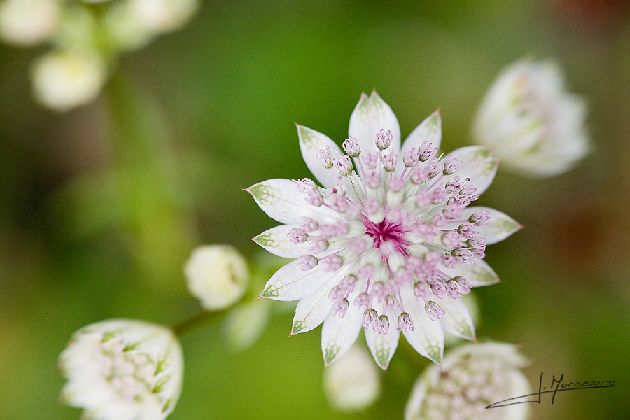 photo-flore-009