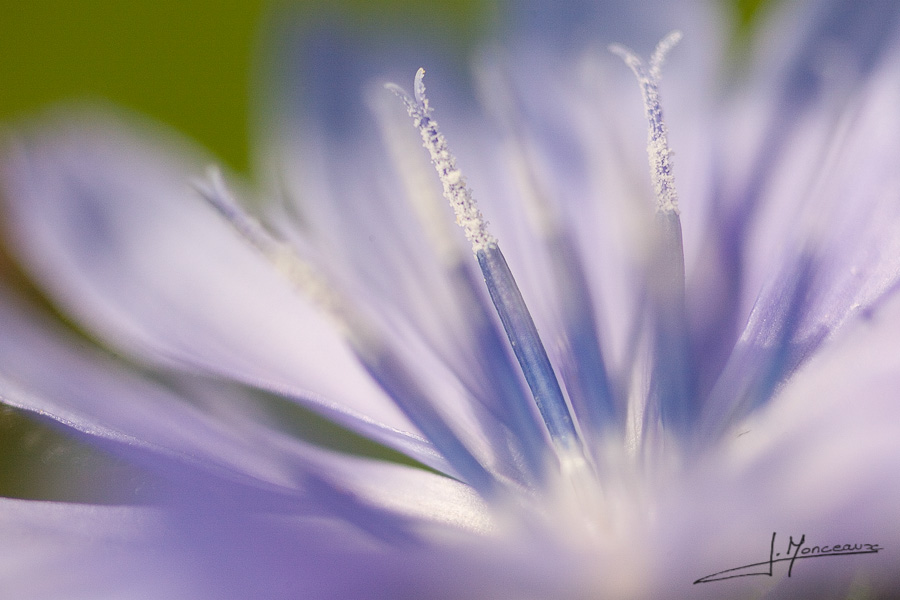 photo-flore-010