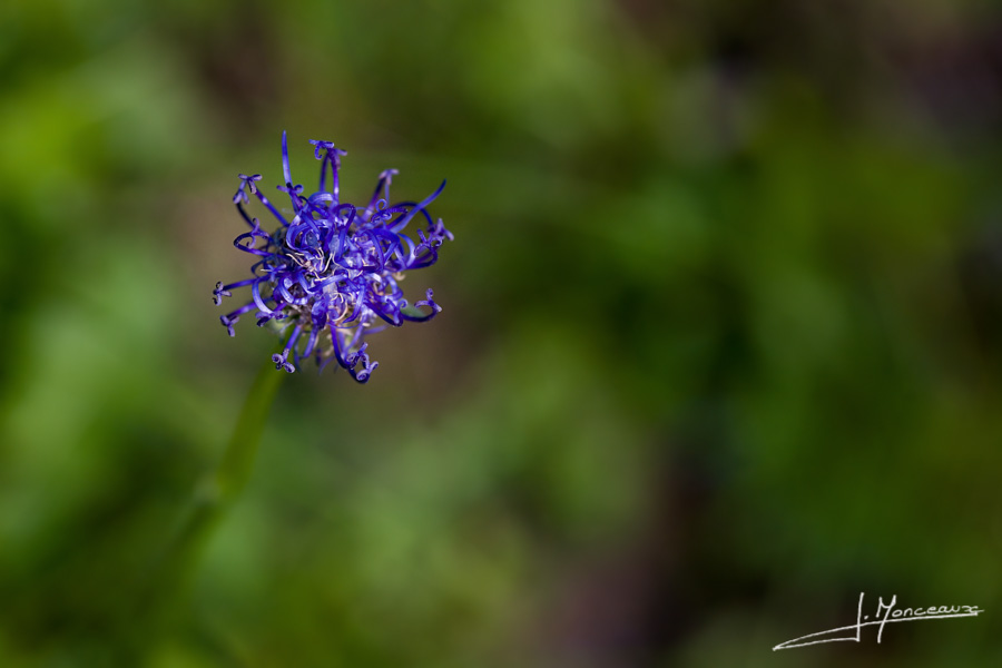 photo-flore-011
