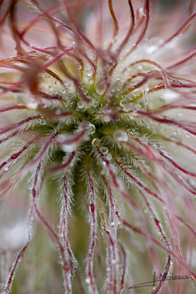 photo-flore-012