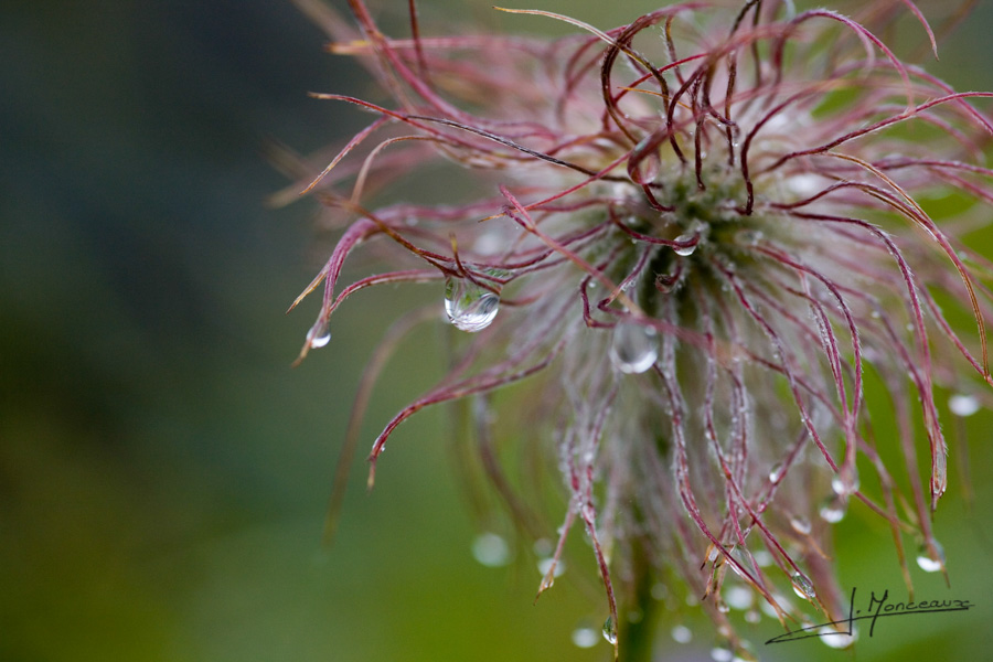 photo-flore-013