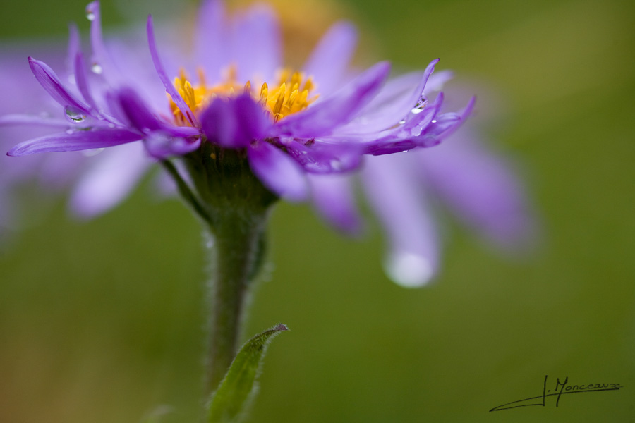 photo-flore-014