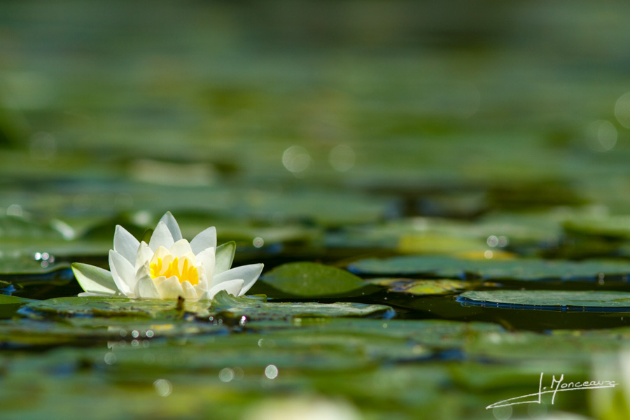 photo-flore-016