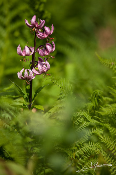 photo-flore-017